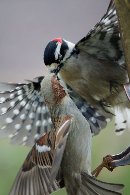 Downy Woodpecker & House Sparrow