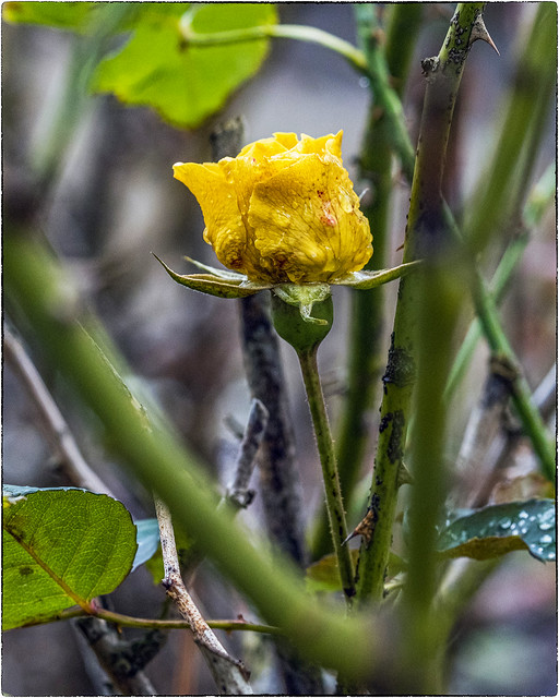 Wet Yellow Rose