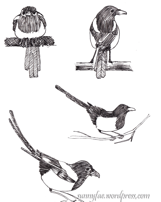 fountain pen magpie sketches