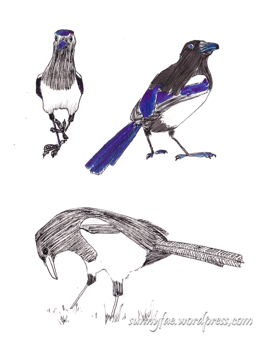 blue fountain pen magpie sketches