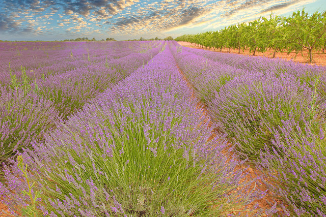 Live, love and plant lavender