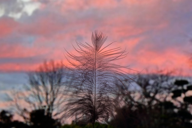 Feather Tree