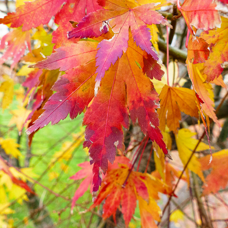 Colours (acer, Finchfield)