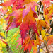 Colours (acer, Finchfield)