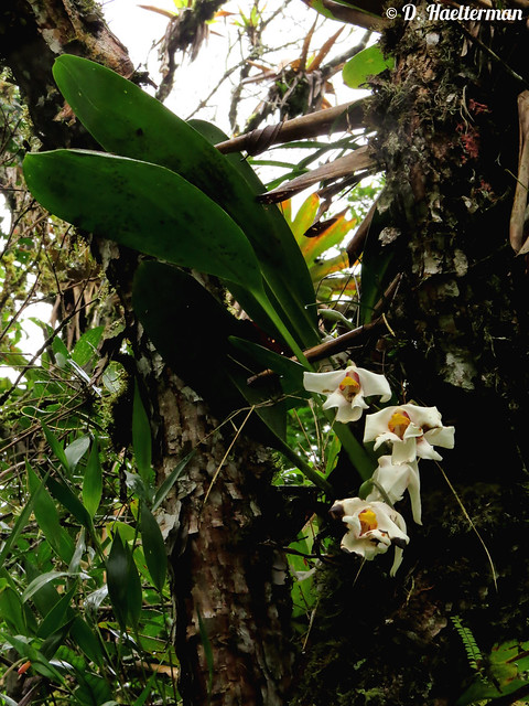 Another Holy Grail for me as a passionate and intensive student of this genus for almost 30 years now. The big and elegant Maxillaria augustae-victoriae (synonym Maxillaria hirtzii) in situ in Ecuador, after 2 trips searching for it there.
