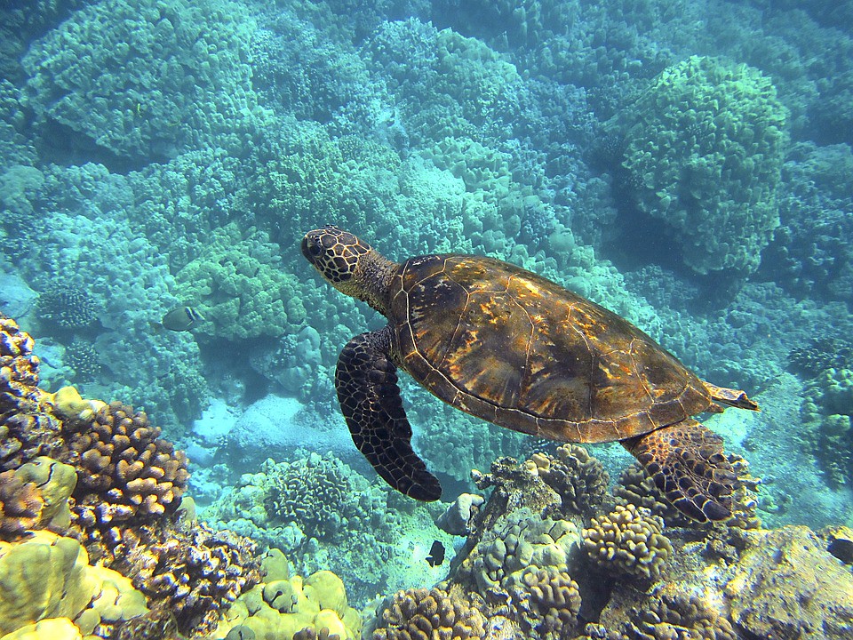 珊瑚礁是許多生物的家園。圖片來源：Pixabay