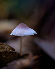A Lone Mushroom