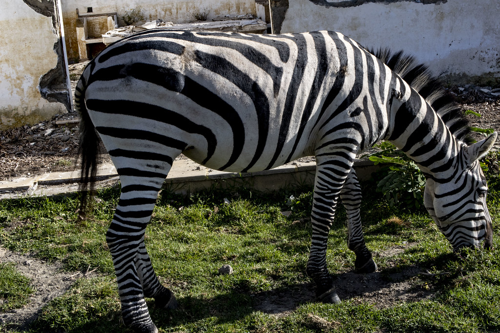 IMG_7336a_Plains zebra | Richard M Rubin | Flickr