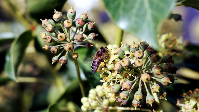 A bee on the ivy blossom