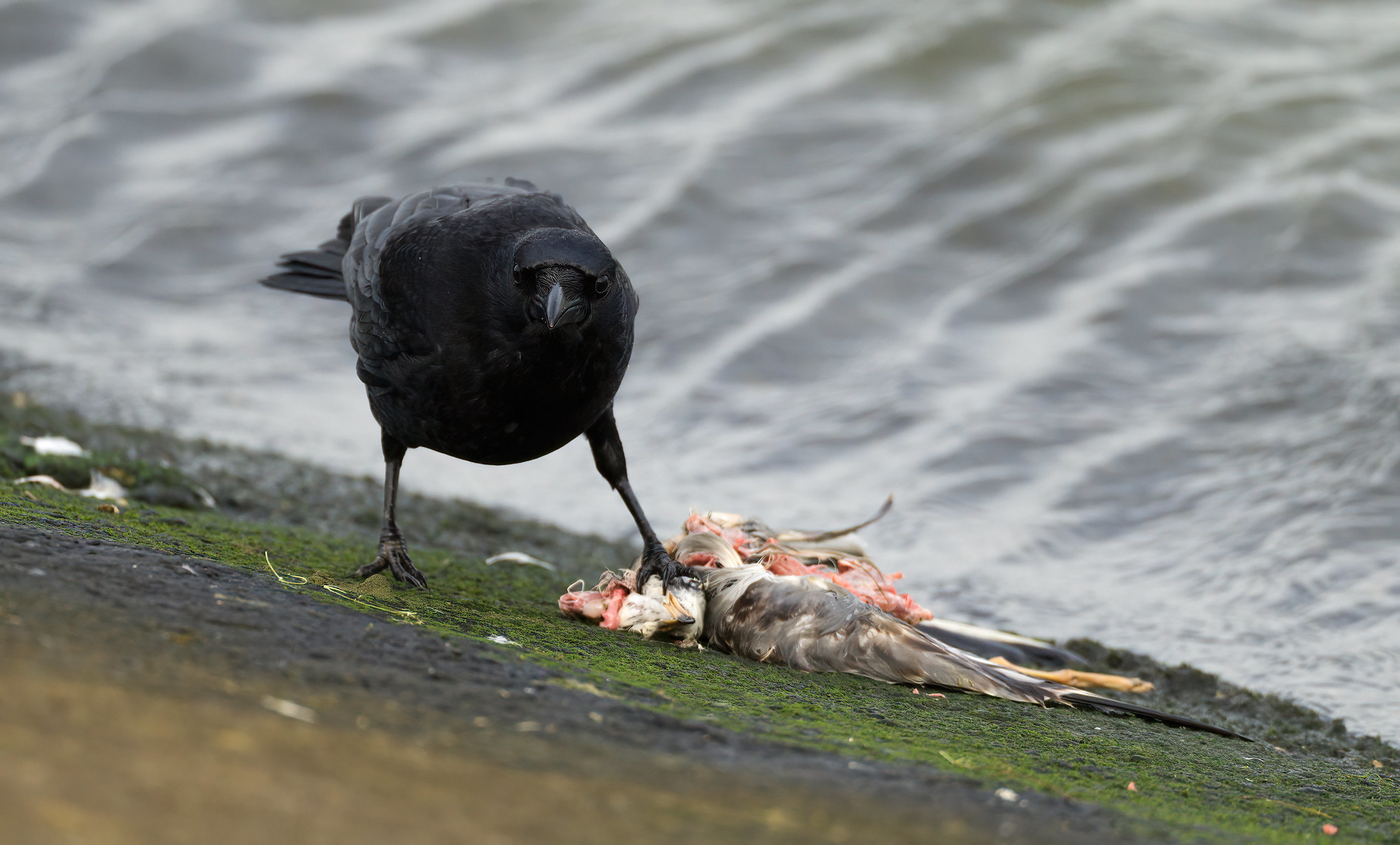Carrion Crow with dead Black-headed Gull