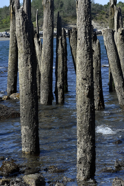 pilings at low tide