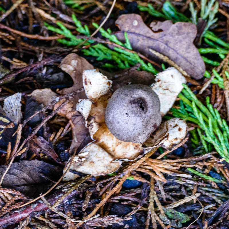 Collared earthstar by a quiet road
