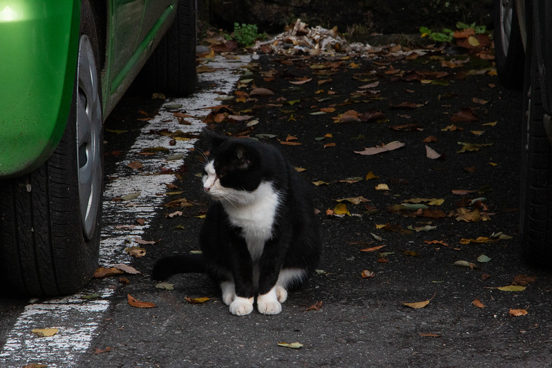 昇仙峡の野良猫