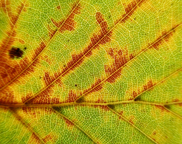 Network in a leaf