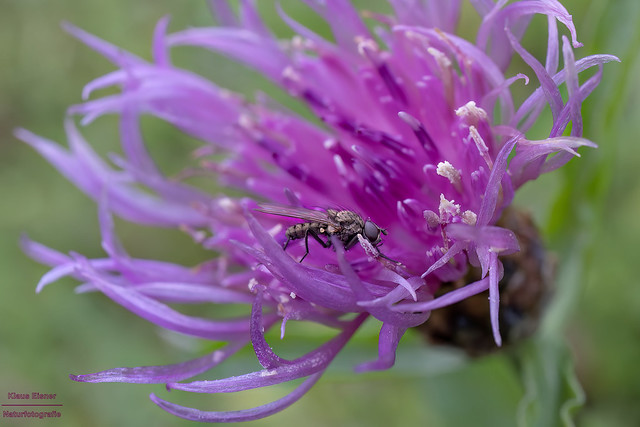 A fly in bloom