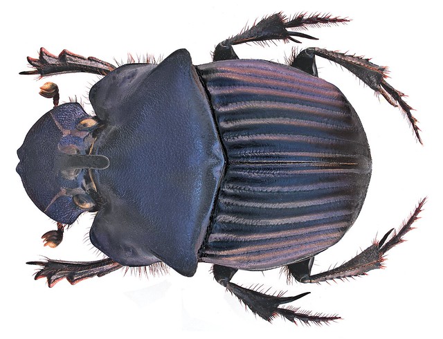 Phanaeus (Notiophanaeus) endymion endymion Harold, 1863 Male
