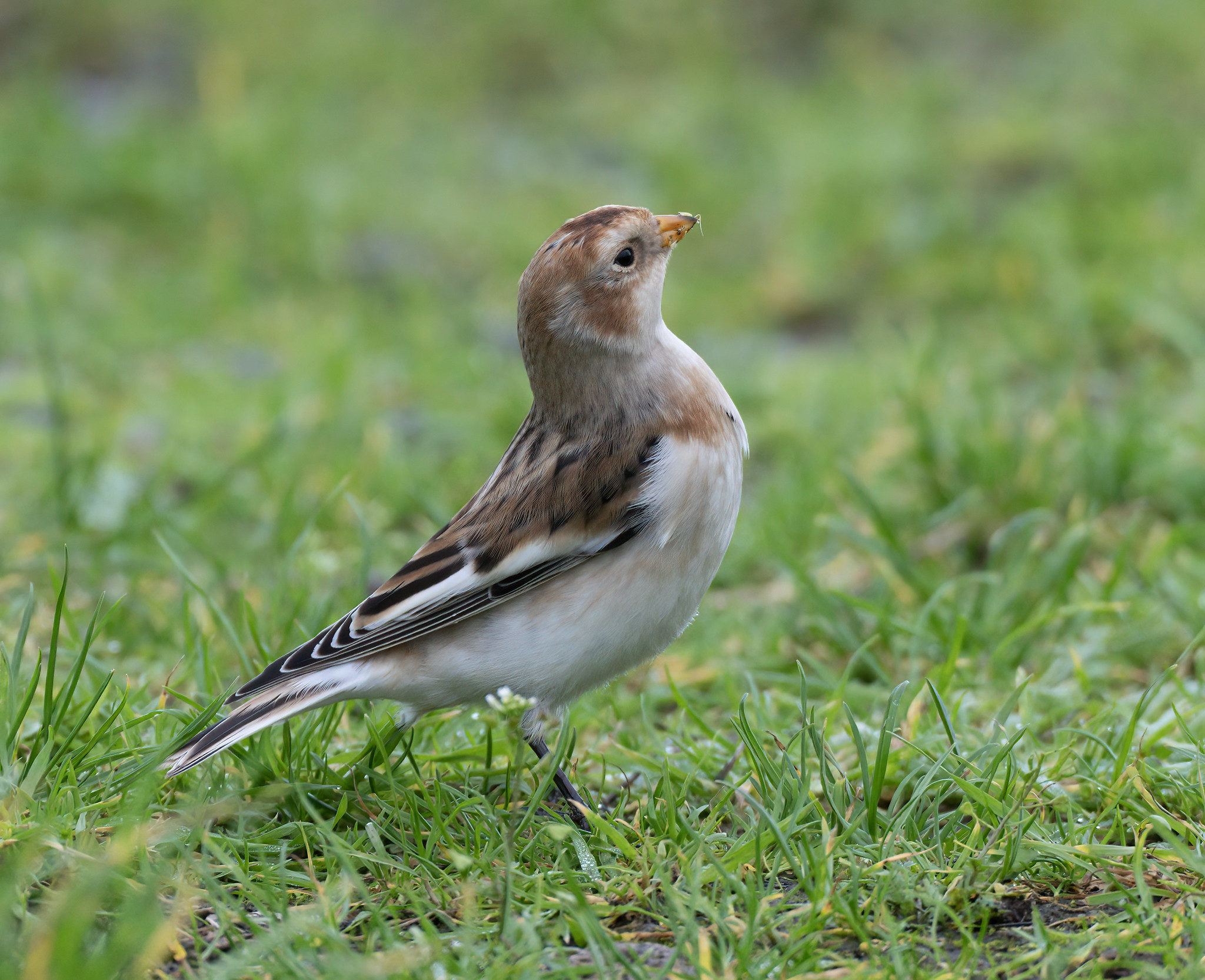 Snow Bunting - 1st winter male