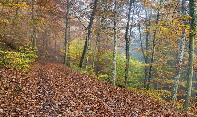 *autumn paths in the forest*