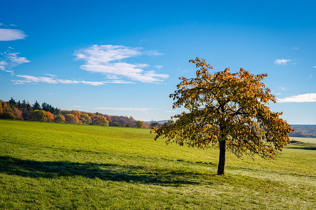The single autumn tree