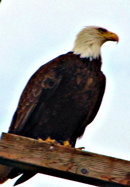 Eagle Watch
