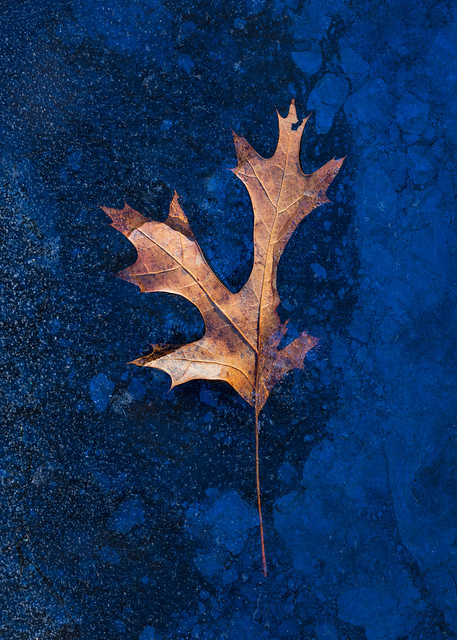 Leaf and Blue