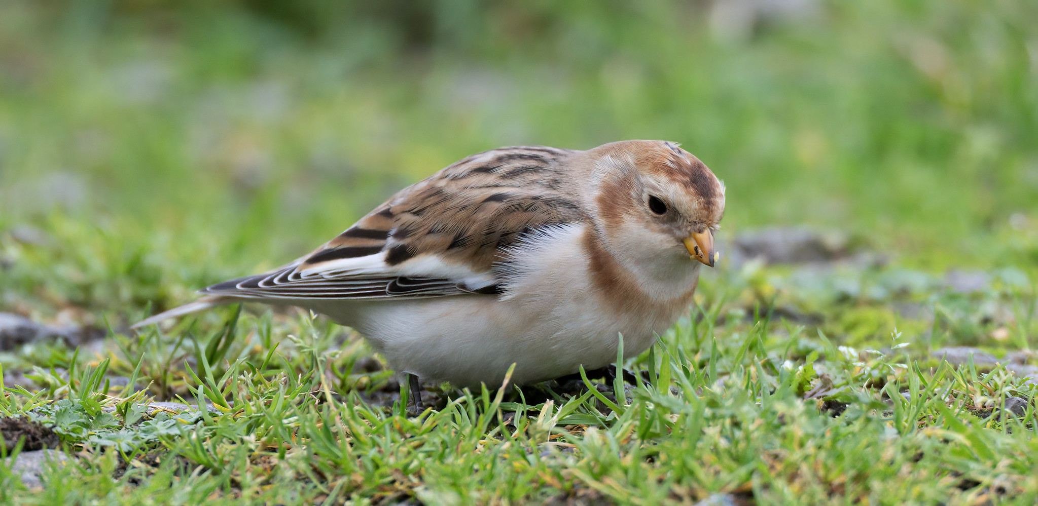 Snow Bunting - 1st winter male