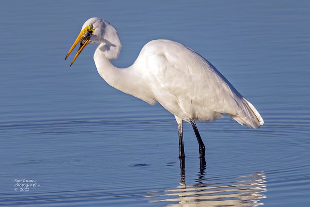 Great Egret With A Fish.