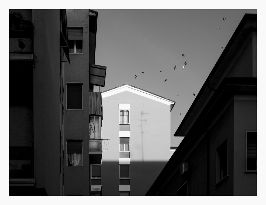 Pigeons flying over a house