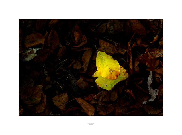 Gelber Herbsttupfer
