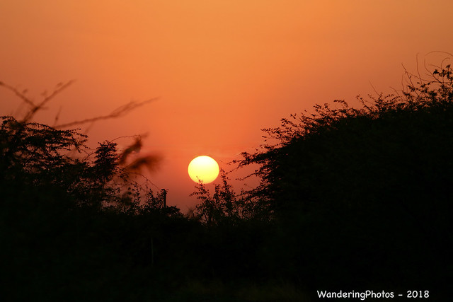 Sunset over the Blackbuck National Park - Velavadar Gujarat Indiabuck National Park - Velavadar Gujarat India