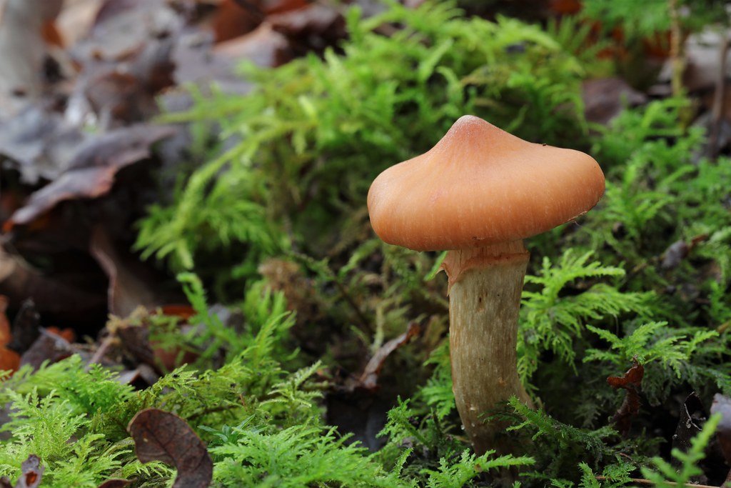 Cortinarius hinnuleus - Earthy Webcap | Beautiful Earthy Web… | Flickr