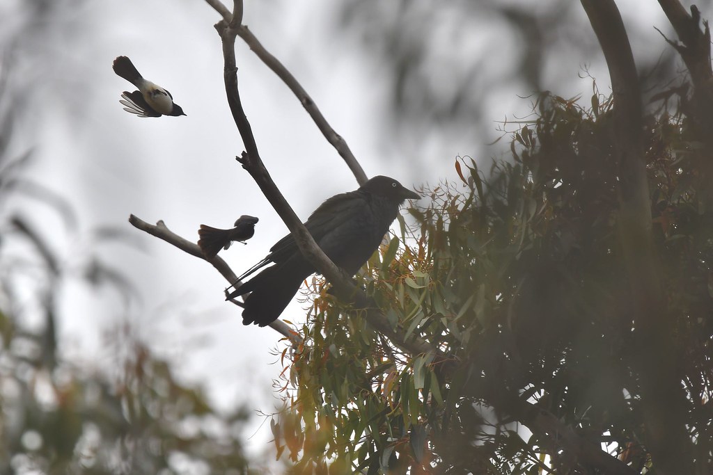 Willie wagtails and Raven