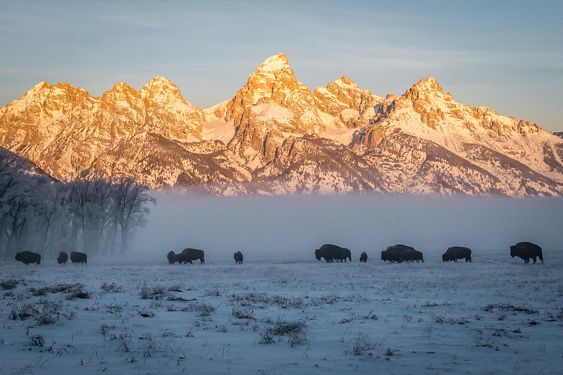 Grand Tetons at Sunrise - behind a layer of fog and behind the bison