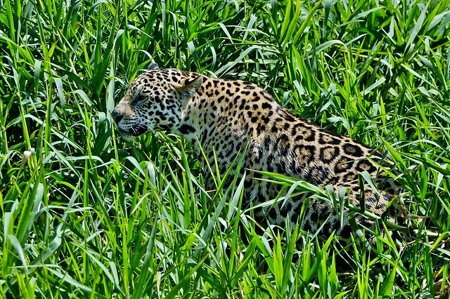 International Jaguar Day (Panthera Onca) – Nov 29th