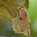 Schlehen-Bürstenspinner (Orgyia antiqua) - Weibchen bei der Eiablage