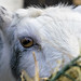 			<p><a href="https://www.flickr.com/people/planetnd/">planetnd</a> posted a photo:</p>
	
<p><a href="https://www.flickr.com/photos/planetnd/52530731043/" title="Goat, London Zoo, November 2022"><img src="https://live.staticflickr.com/65535/52530731043_51ba810f3d_m.jpg" width="240" height="160" alt="Goat, London Zoo, November 2022" /></a></p>


