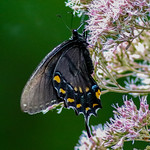 IMG_1580-Edit Spicebush Swallowtail butterfly #lepidopteragallery #instagram Edited with Topaz Photo AI