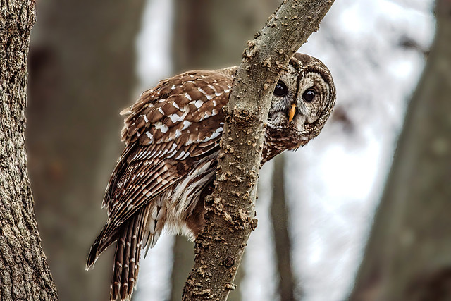 Owl Peeking from Limb