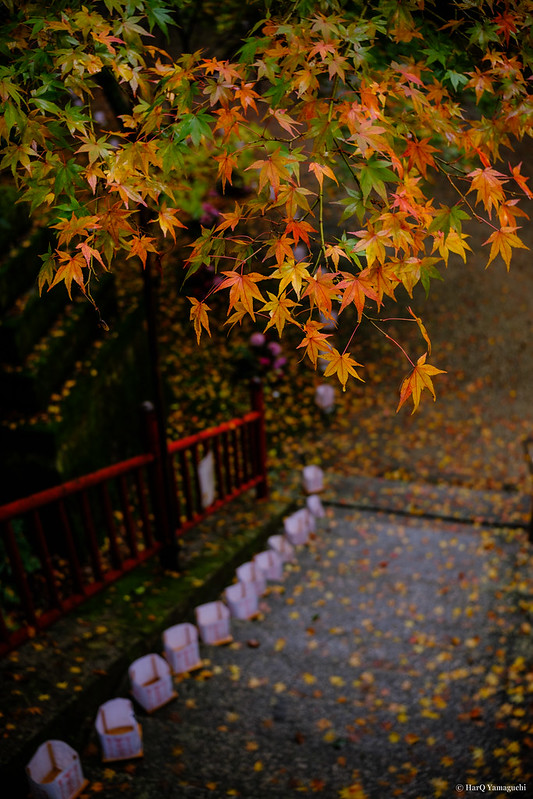 Autumn Colors (等彌神社)