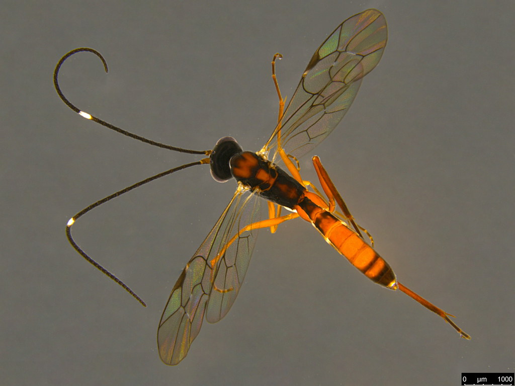 3a - Ichneumonidae sp.