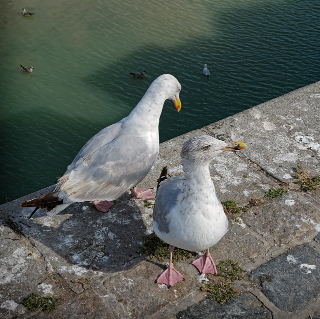Two gulls