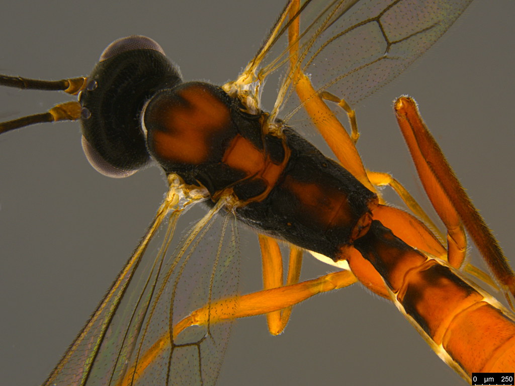3b - Ichneumonidae sp.