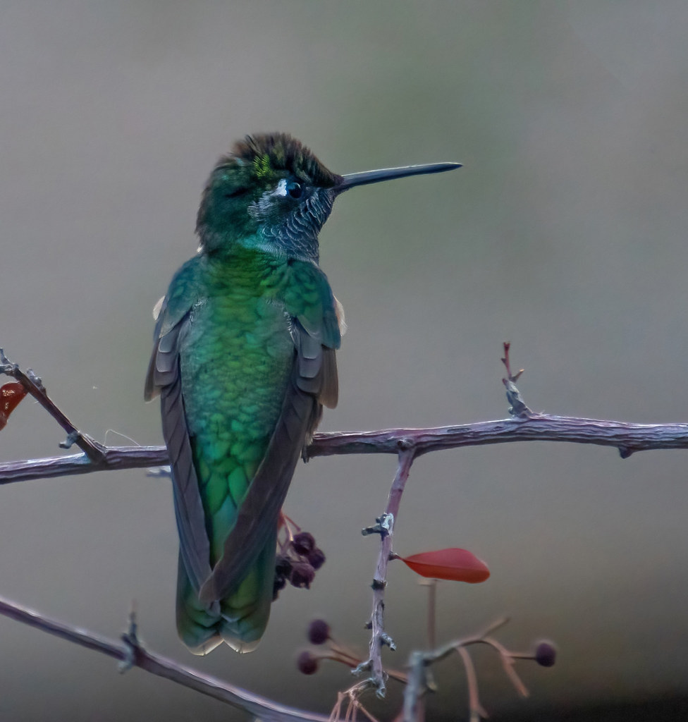 broad billed hummingbird madera canyon az 4-24-2018-3
