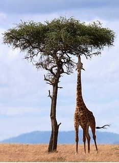 Una giraffa può brucare a grandi altezze