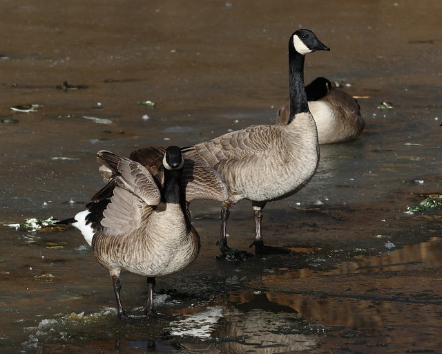 Canada Geese, Randall Park