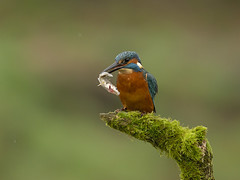 Kingfisher from my hide this morning