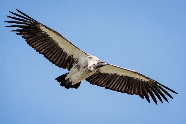 A white-backed vulture. These are critically endangered. Masai Mara, Kenya. October, 2022.