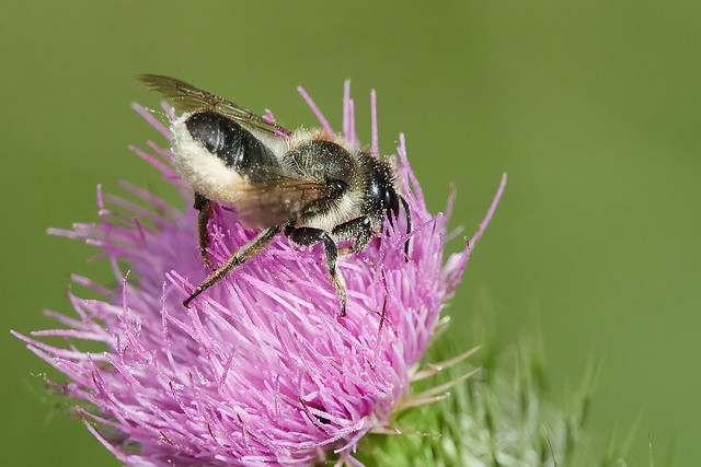 Leafcutter Bee - Megachile centuncularis