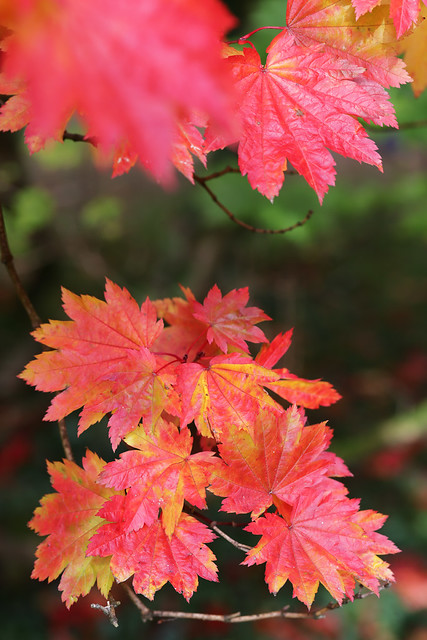 Acers of the Acer Glade: The Full-Moon Maple