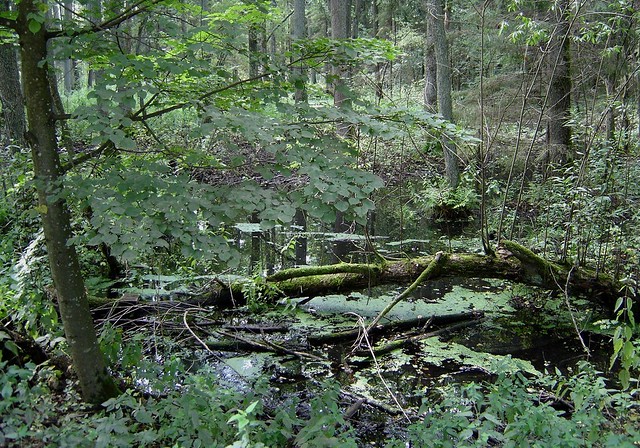 Bialowieza Forest.